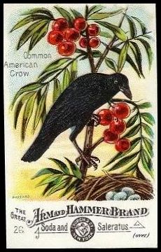 26 Common American Crow